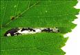 0356 (15.078) Phyllonorycter tristrigella